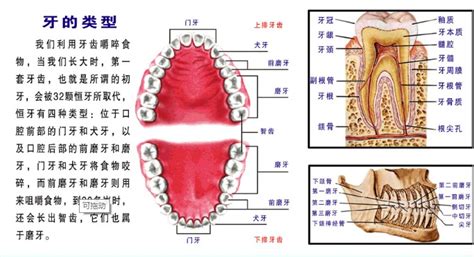 口牙是什么梗|口牙的梗哪里来的